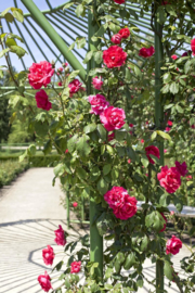 Workshop handwerken cultuurproject 'Die heerlijke natuur'