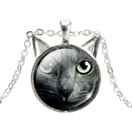 Ketting grey cat