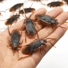 Nep kakkerlakken ( 5 stuks)