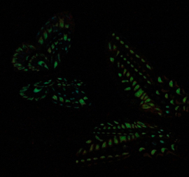 Glow in the dark 3D-vlinders