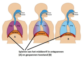 Kennis Ziektebeelden longziektes