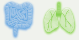 Fascinerende relatie tussen darmen en longen