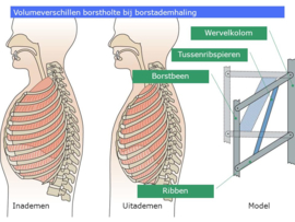 Bij inademing maken spieren het volume van de borstholte groter.