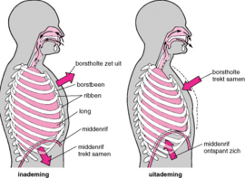 De ademhaling, hoe gaat dat?