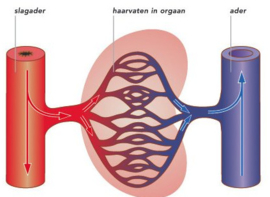 Slagaderen  en zuurstof en het bloed-vatenstelsel