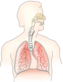 Hoe MS je ademhaling kan beïnvloeden