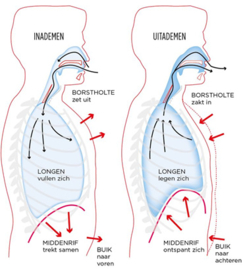 OEFENINGEN VOOR ALLE ADEM-SPIEREN  BIJ: COPD, Long Covid, Astma of Bronchitis.Middenrifspier, Tussenribspieren, Halsspieren en Buikspieren.