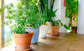 Potplanten verbeteren NIET de luchtkwaliteit binnenshuis