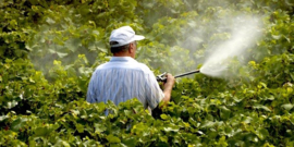 We moeten af van ‘verboden’ pesticiden op importfruit