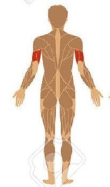 OEFENINGEN VOOR ALLE ADEM-SPIEREN  BIJ: COPD, Long Covid, Astma of Bronchitis.Middenrifspier, Tussenribspieren, Halsspieren en Buikspieren.