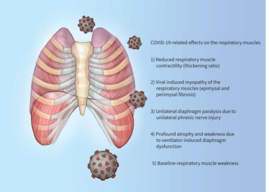 De effecten van COVID-19 op de prestaties van de ademhalingsspier: