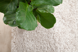 Vloerkleed Bold Ivory 31924200300