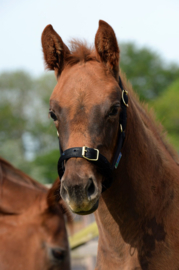 BUCAS VEULENHALSTER DUBLIN HALTER FOAL ATLANTIC