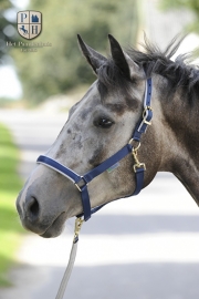 HALSTER BUCAS DUBLIN NAVY/SILVER 