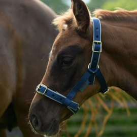 BUCAS VEULENHALSTER DUBLIN HALTER FOAL NAVY