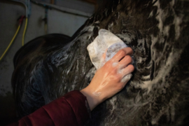 EXCELLENT HI GLOSS SHAMPOO BAR LAVENDEL