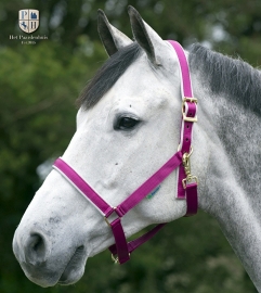 HALSTER BUCAS DUBLIN BERRY PONY