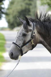 HALSTER BUCAS DUBLIN BLACK / SILVER PONY COB FULL