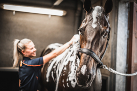 EXCELLENT HORSE HI GLOSS SHAMPOO EUCALYPTUS 500 ML