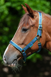 HALSTER BUCAS DUBLIN GREEN VIOLET PONY COB FULL