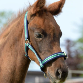 BUCAS VEULENHALSTER DUBLIN HALTER FOAL STRIPED