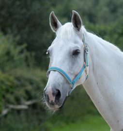 HALSTER BUCAS DUBLIN AQUA PONY COB FULL