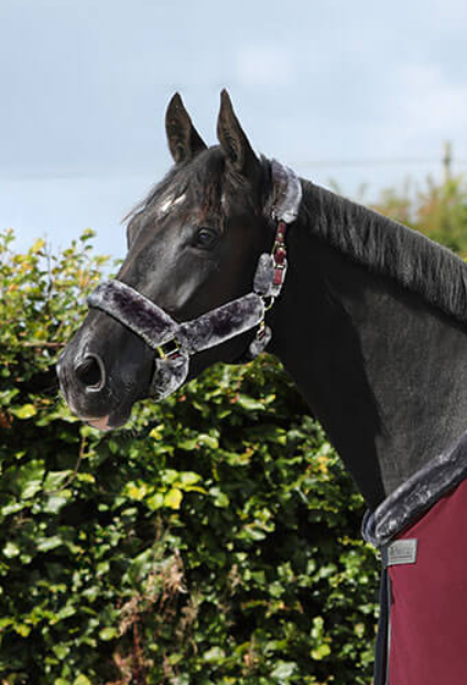 BUCAS SHOW LINE HALSTER FULL FUR BURGUNDY