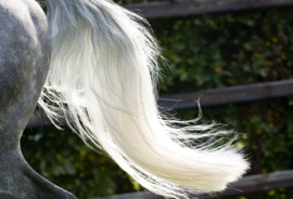 EXCELLENT HORSE HI GLOSS GEL 500 ML