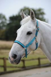 HALSTER BUCAS DUBLIN SWEET BLUE PONY COB FULL