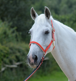 HALSTER BUCAS DUBLIN GRENADINE PONY COB FULL