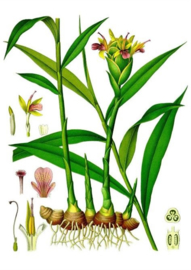 Schilderij Dibond - Planten
