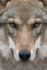 80 x 120 cm - Plexiglas schilderij dieren - Wolf - fotokunst afbeelding op acryl