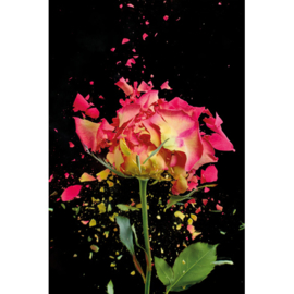 80 x 120 cm - Schilderij Dibond - Foto op aluminium - Fotokunst Roze roos - Mondiart - bloemen