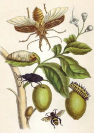 Schilderij Dibond - Plant en insecten