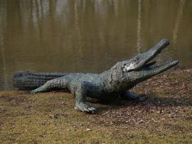 Tuinbeeld - groot bronzen beeld -  Alligator - Bronzartes