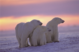 120 x 80 cm - Glasschilderij - schilderij fotokunst dieren - ijsberen met een zonsondergang - foto print op glas