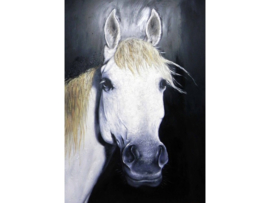 100 x 150 cm - Olieverf schilderij - schilderij schimmel paard - dieren - handgeschilderd