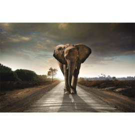 120 x 80 cm - Dibond schilderij - olifant - aluminium schilderij - aluart - exclusieve collectie