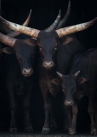 80 x 120 cm - Glasschilderij - Kudde koeien - watusirund - schilderij fotokunst - foto print op glas