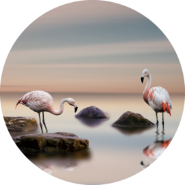 rond 80 cm - Glasschilderij flamingo - rond schilderij fotokunst dieren - Flamingo's - foto print op glas