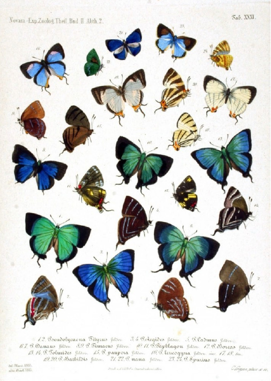 lening besluiten Interactie Schilderij vlinder kopen? | Schilderijen webshop | Trendykunst