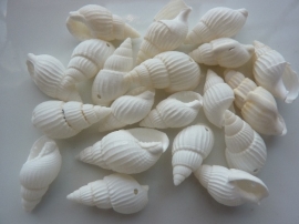 C212- 20 stuks natuurschelpen kralen van 16-20mm wit