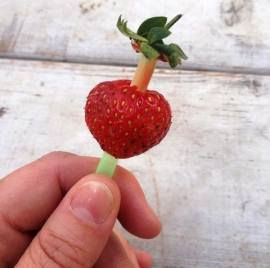 Kroontjes van aardbeien verwijderen