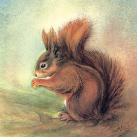 Red Squirrel