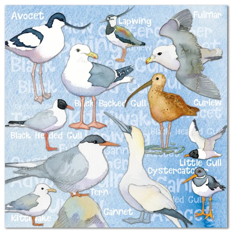 SF06 Seabirds