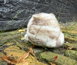 Zittende Streepjes Poes