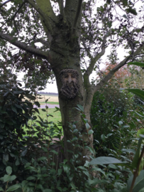 Treebeard vindt boom