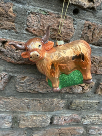 Schotse Hooglander Coo