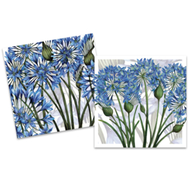 Mini cardpack Agapanthus