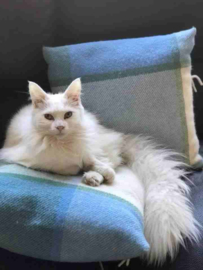 Smaug & Sharon gecharmeerd van Tweedmill